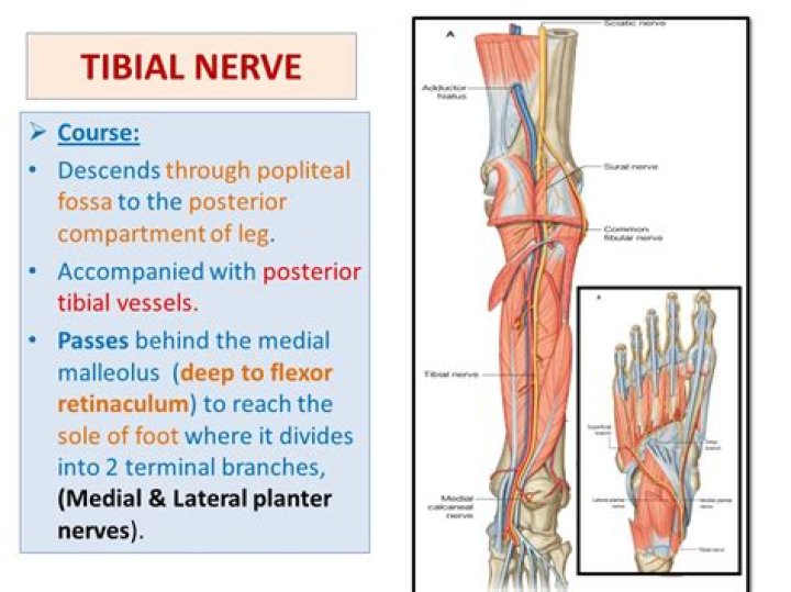 What does the tibial nerve branch into?
