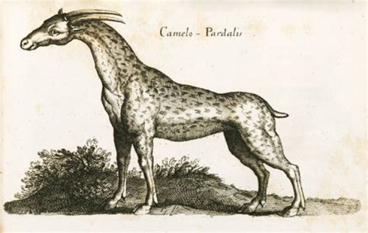 What does the word camelopard mean?