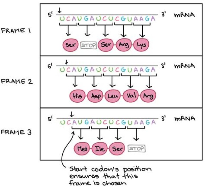 What effect does codon bias have on gene expression?
