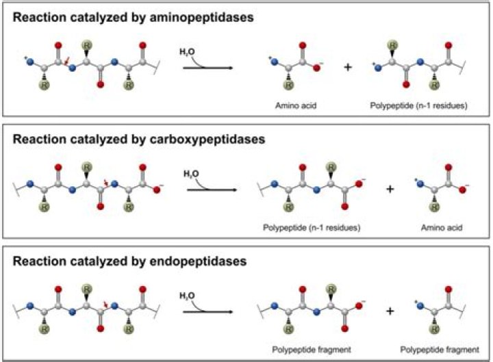 What enzyme catalyzes the synthesis of peptide bonds?