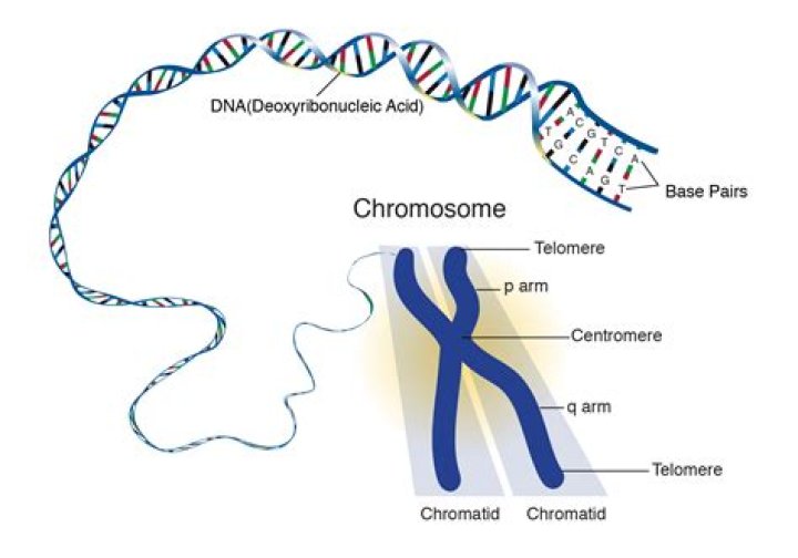 What genes are located on Y chromosome?