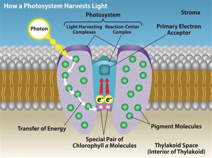 What happens to photons during photosynthesis?