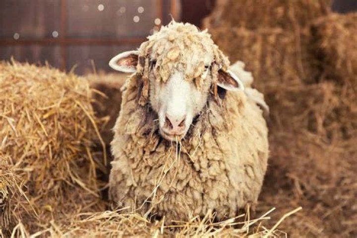 What happens to sheep without shearing?