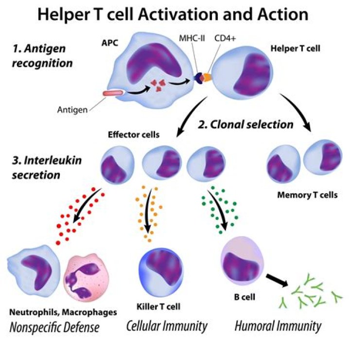 What happens to T lymphocytes during an immune response?