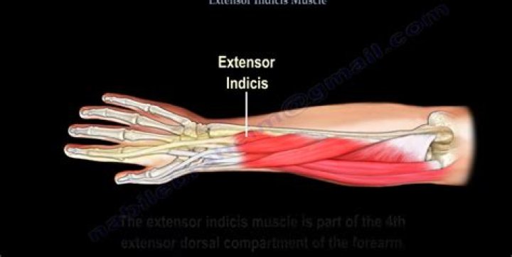 What Innervates the extensor Indicis?