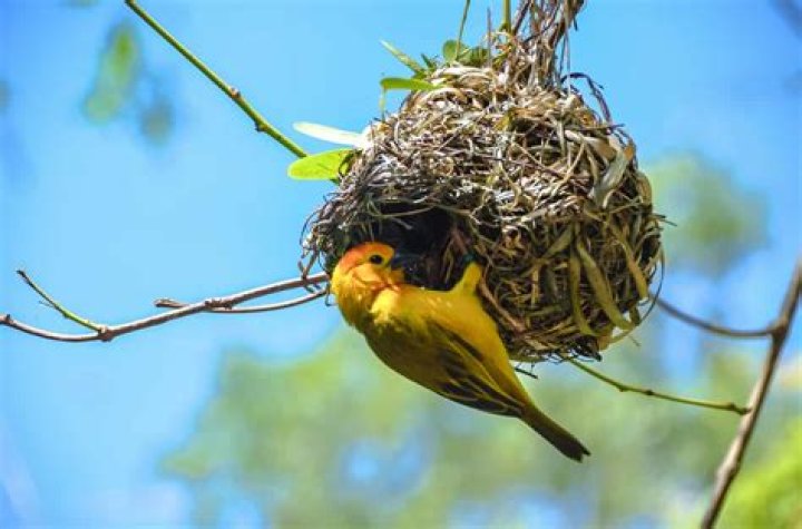 What is a birds nest called?