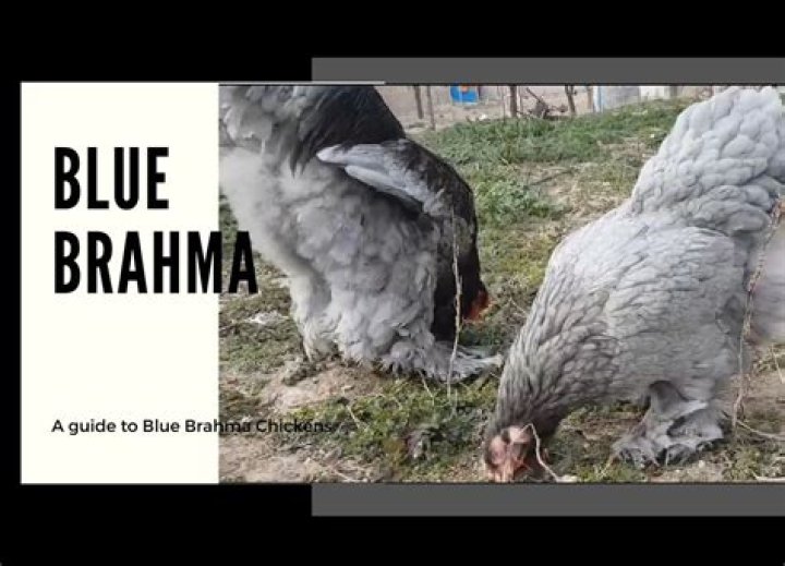 What is a blue Brahma chicken?