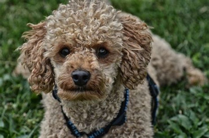 What is a cafe au lait Poodle?