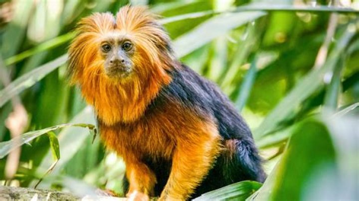 What is a group of tamarin monkeys called?