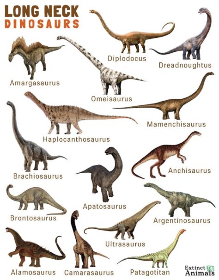 What is a long necked dinosaur called?