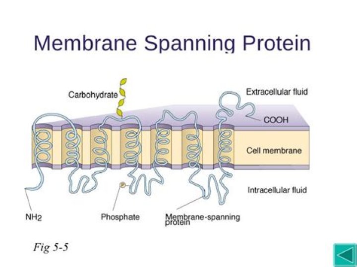 What is a membrane spanning domain?