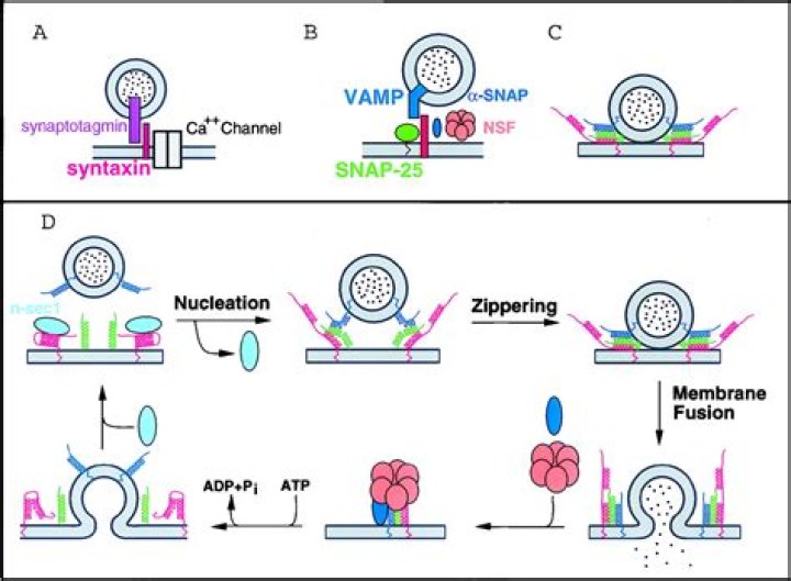 What is a NSF in vesicle?