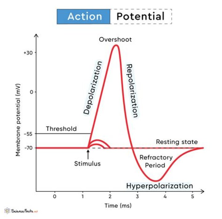 What is a polyphasic action potential?