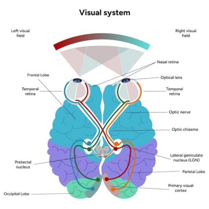 What is a visual system in psychology?