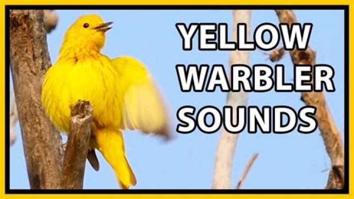 What is a warbler song?