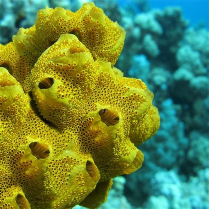 What is a yellow sea sponge?