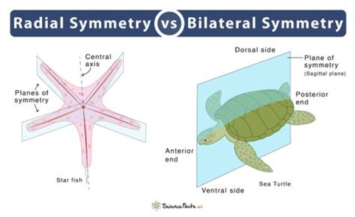 What is an example of bilateral symmetry?