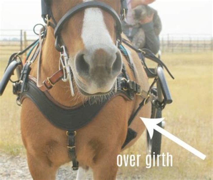 What is an Overgirth?