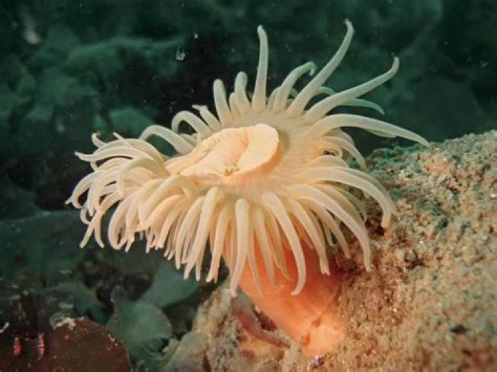 What is Anthozoa in biology?