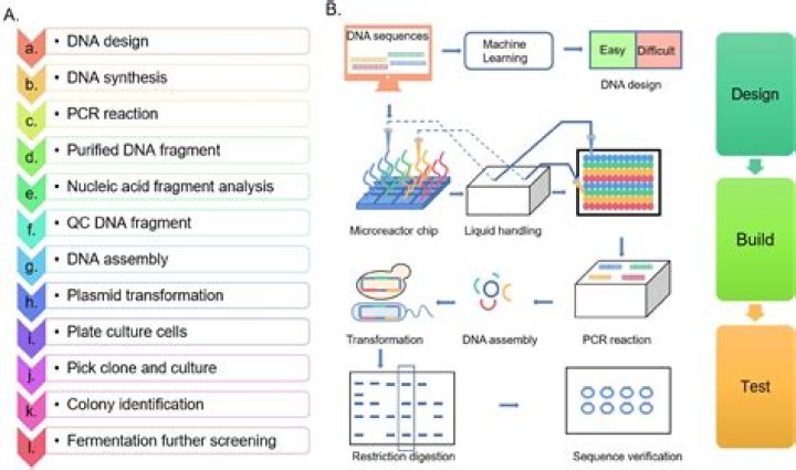 What is artificial synthesis of DNA?