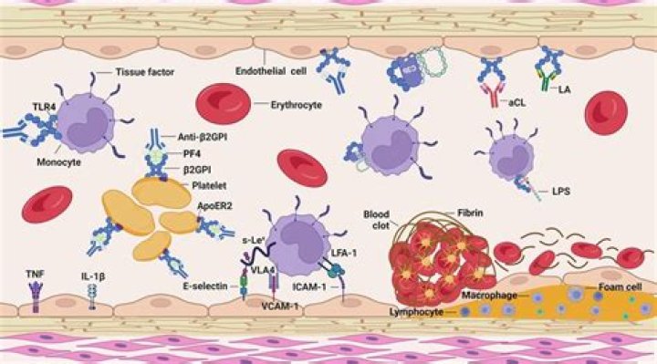What is beta-2 gp1 IgG?