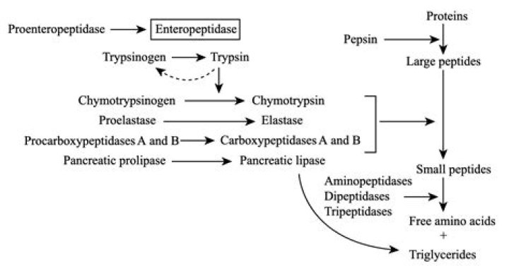 What is beta trypsin?
