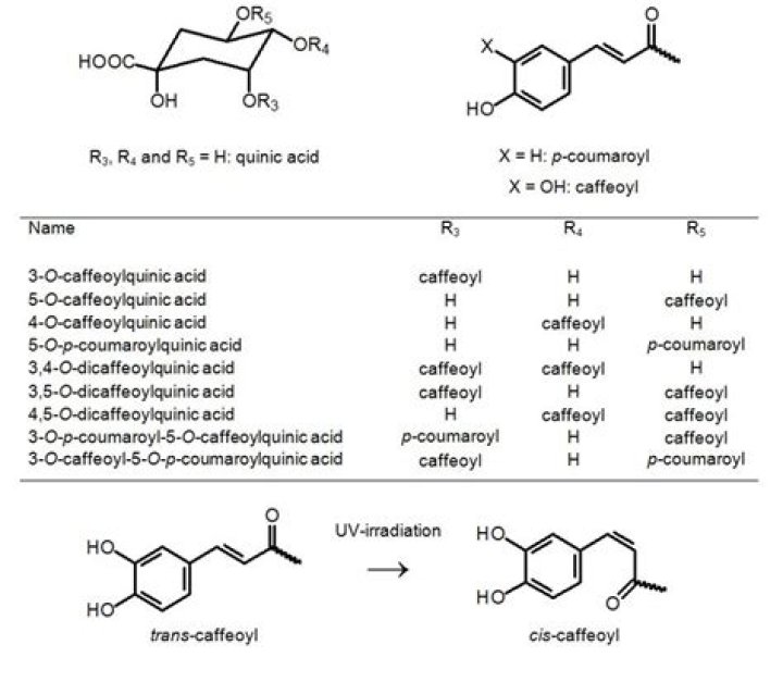 What is Caffeoylquinic?