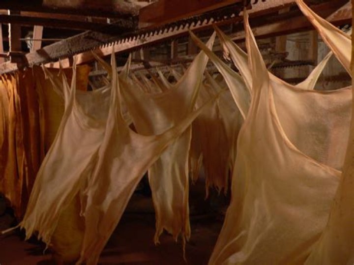 What is calfskin parchment?