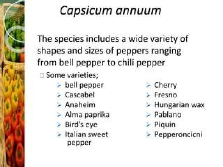 What is capsicum called in English?