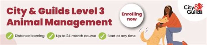 What is City & Guilds Level 3 equivalent to?