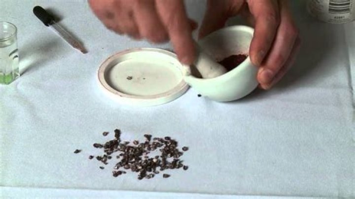 What is cochineal made of?