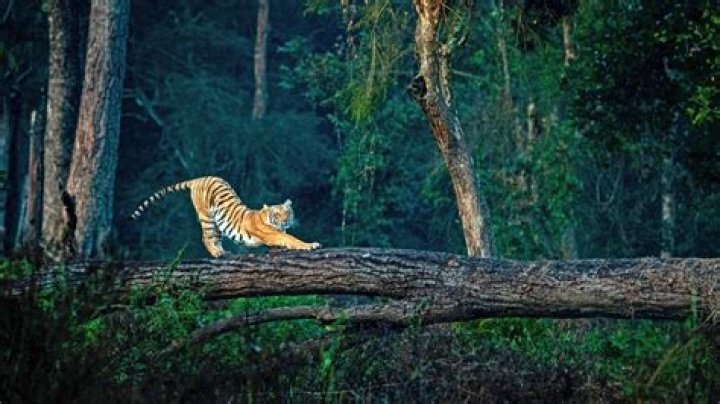 What is Corbett National Park famous for?