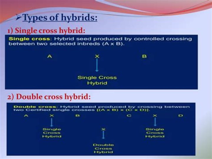 What is difference between single cross and double cross?
