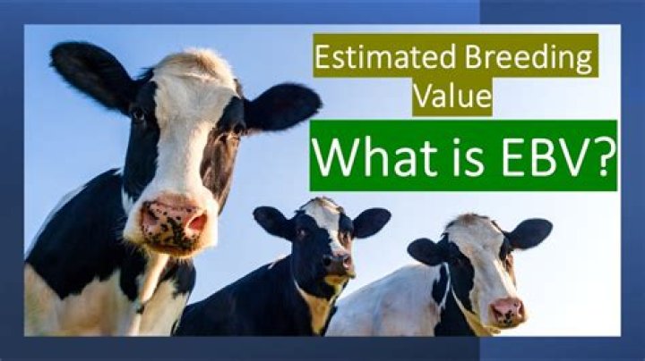 What is estimate breeding value?