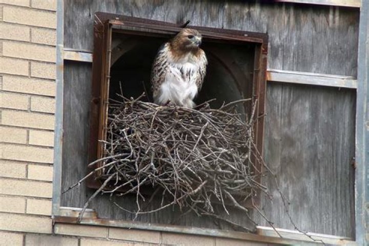 What is Hawks Nest known for?