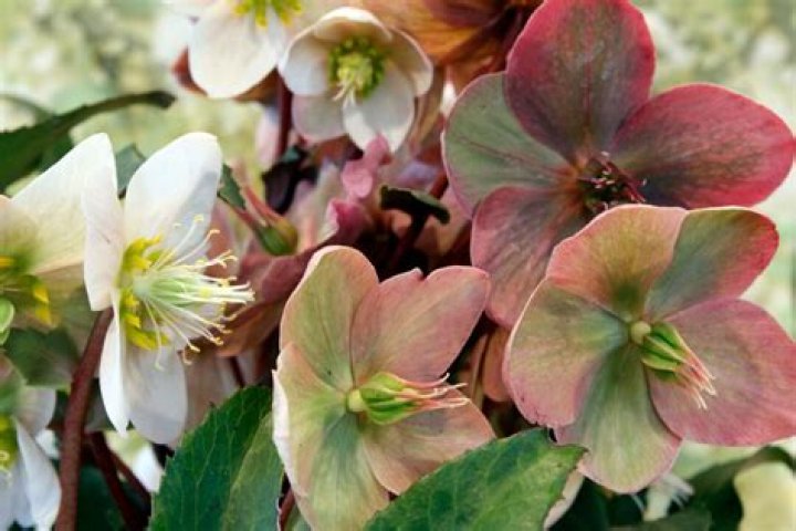 What is Helleborus niger used for?