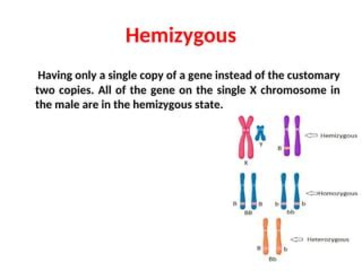 What is hemizygous example?