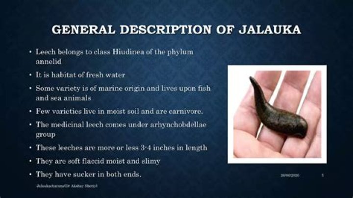 What is Jalauka?