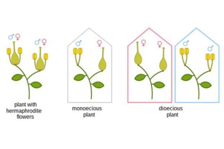 What is monoecious plant give example?