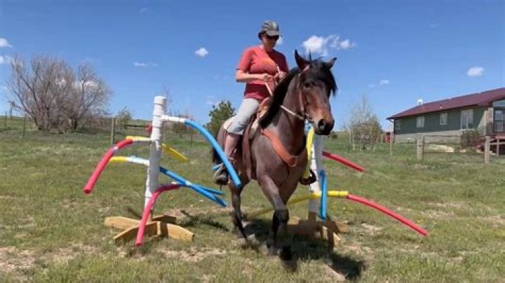 What is mountain trail horse?