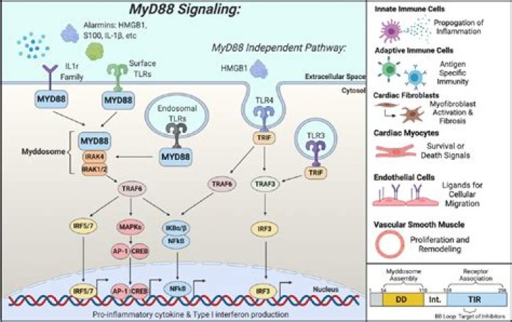 What is MyD88 Signalling?