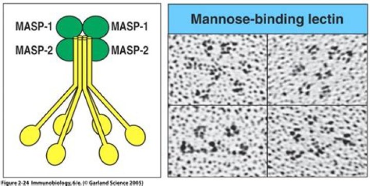 What is normal mannose binding lectin?