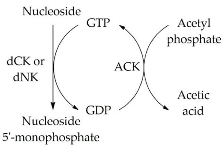 What is nucleoside monophosphate kinase?