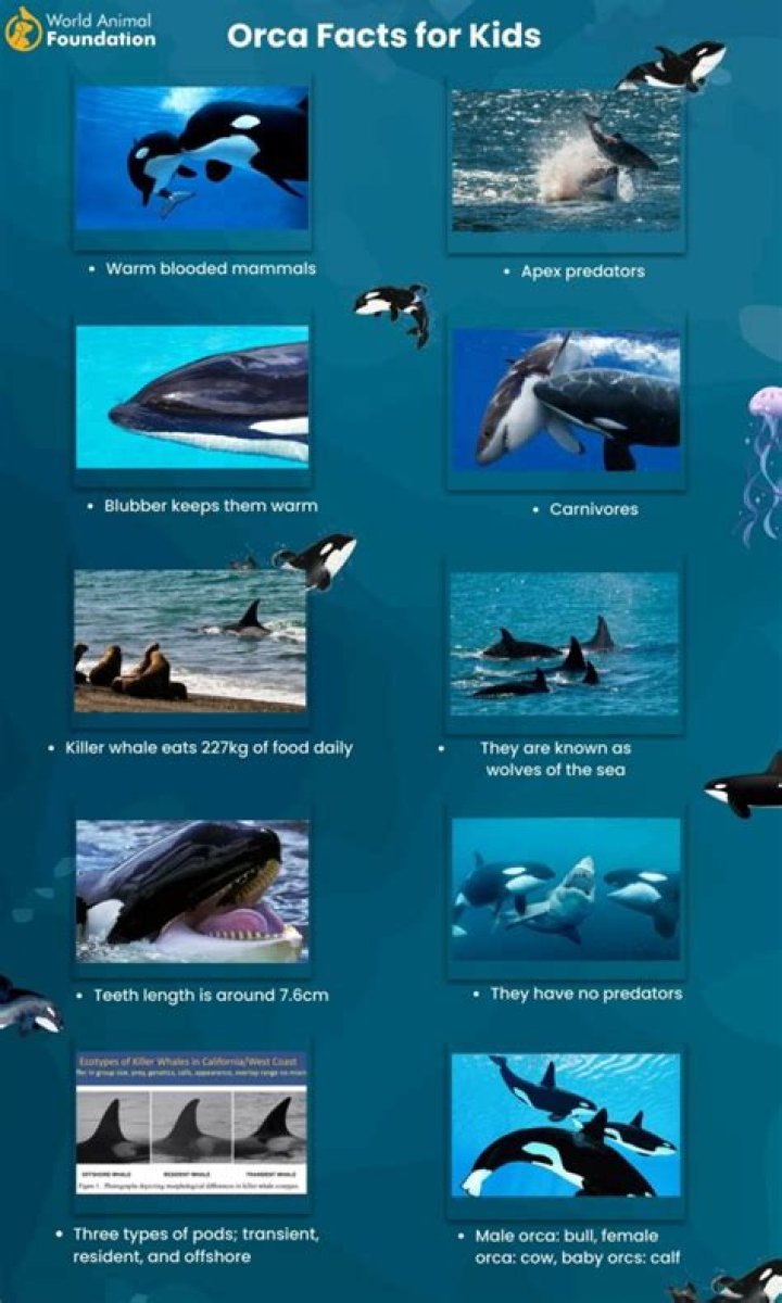 What is orca orca Exe?