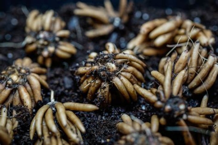 What is Ranunculus root?