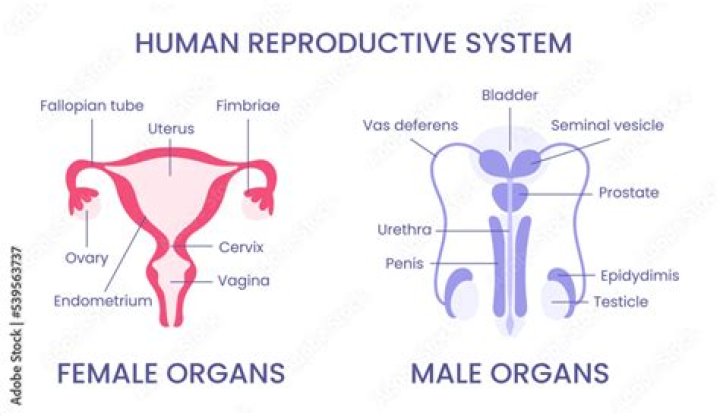 What is reproductive system and types?