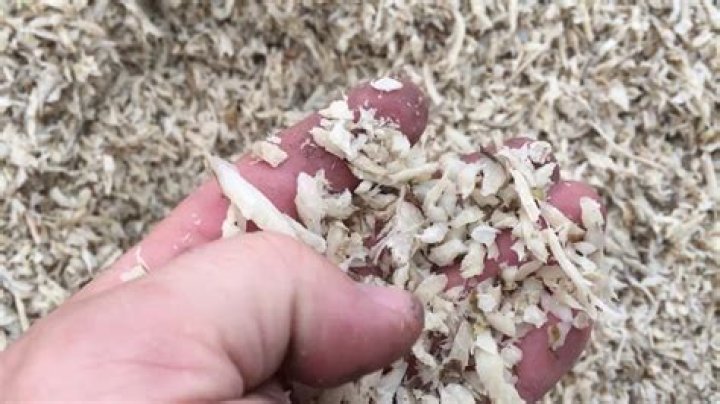 What is sugar beet pulp used for?
