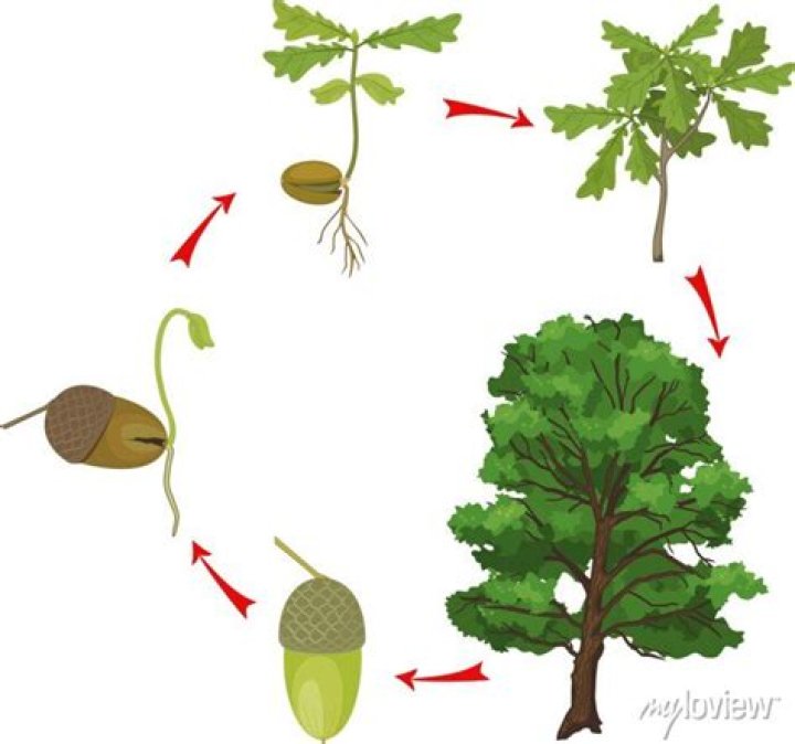 What is the average height of an oak tree?
