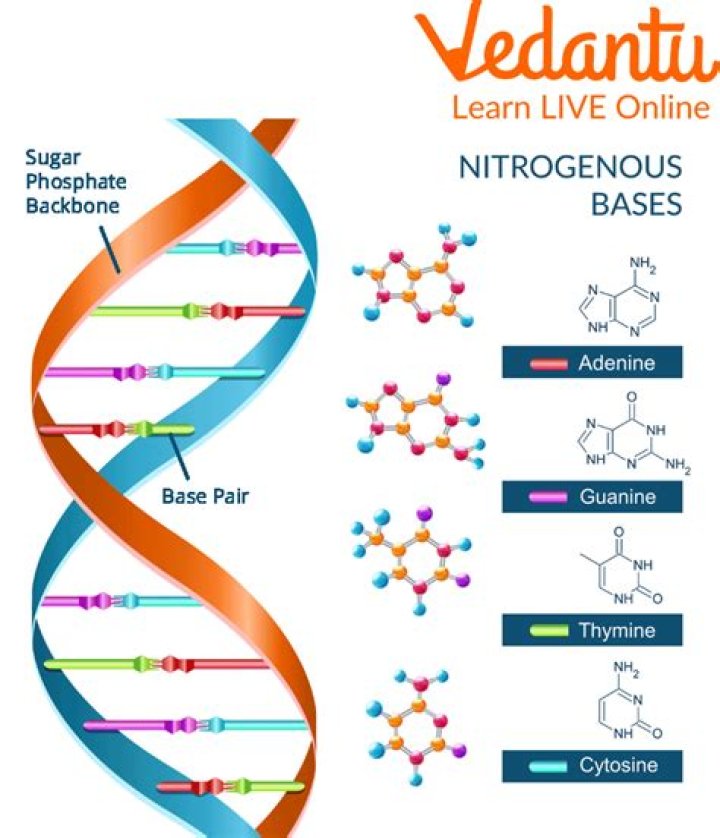 What is the base composition of DNA?