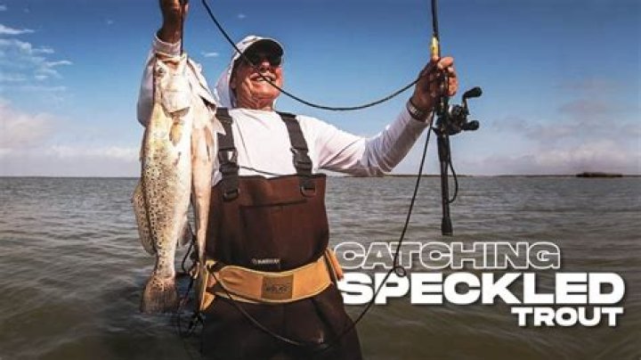 What is the best bait to catch speckled trout?